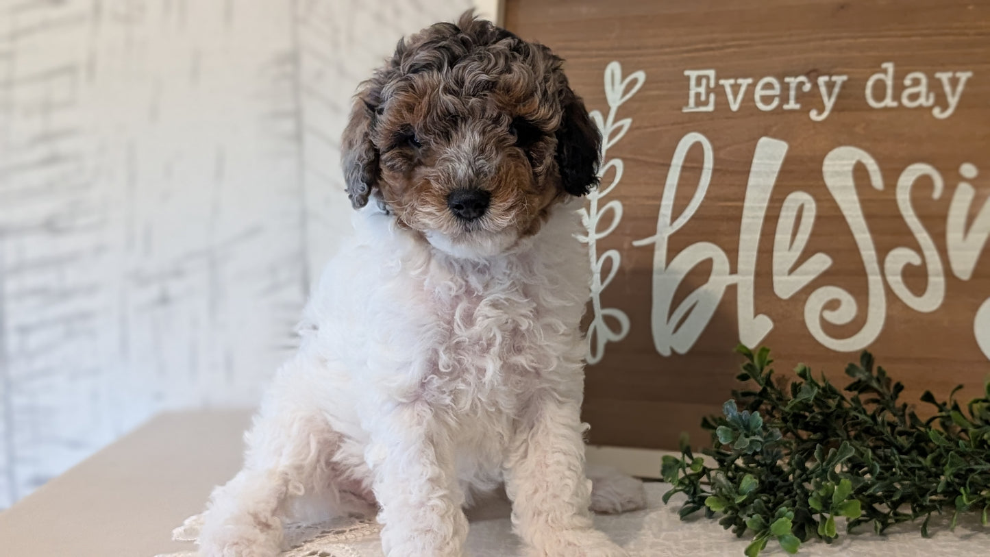 MALTIPOO (APR 05) MALES