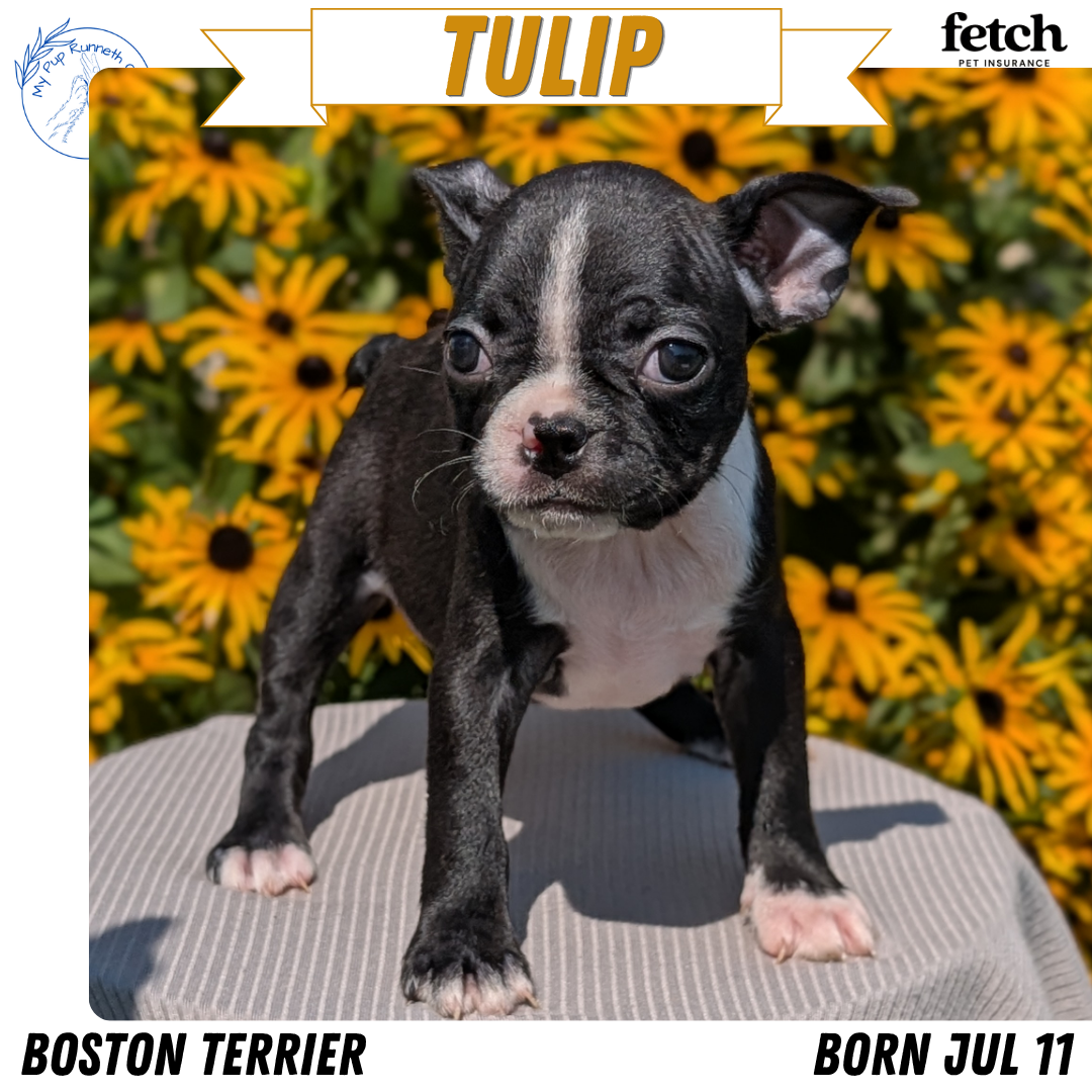 BOSTON TERRIER (JUL 11) 4 FEMALES/4 MALES