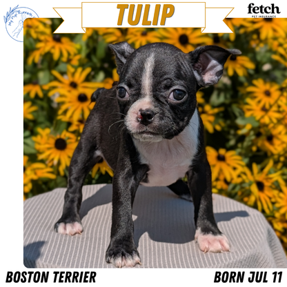 BOSTON TERRIER (JUL 11) 4 FEMALES/4 MALES