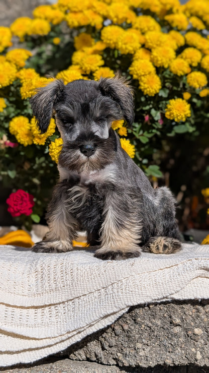 MINI SCHNAUZER (08/06) FEMALE