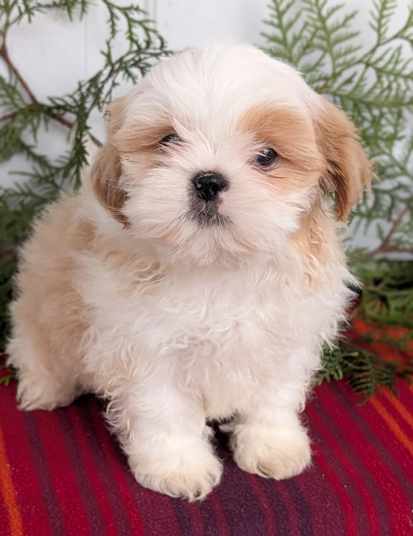 SHIH TZU (SEP 30) MALES
