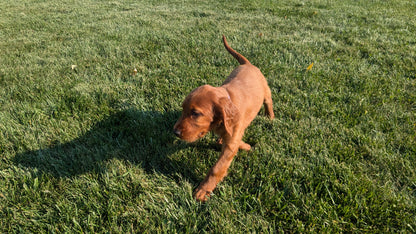 IRISH SETTER (07/20) FEMALE