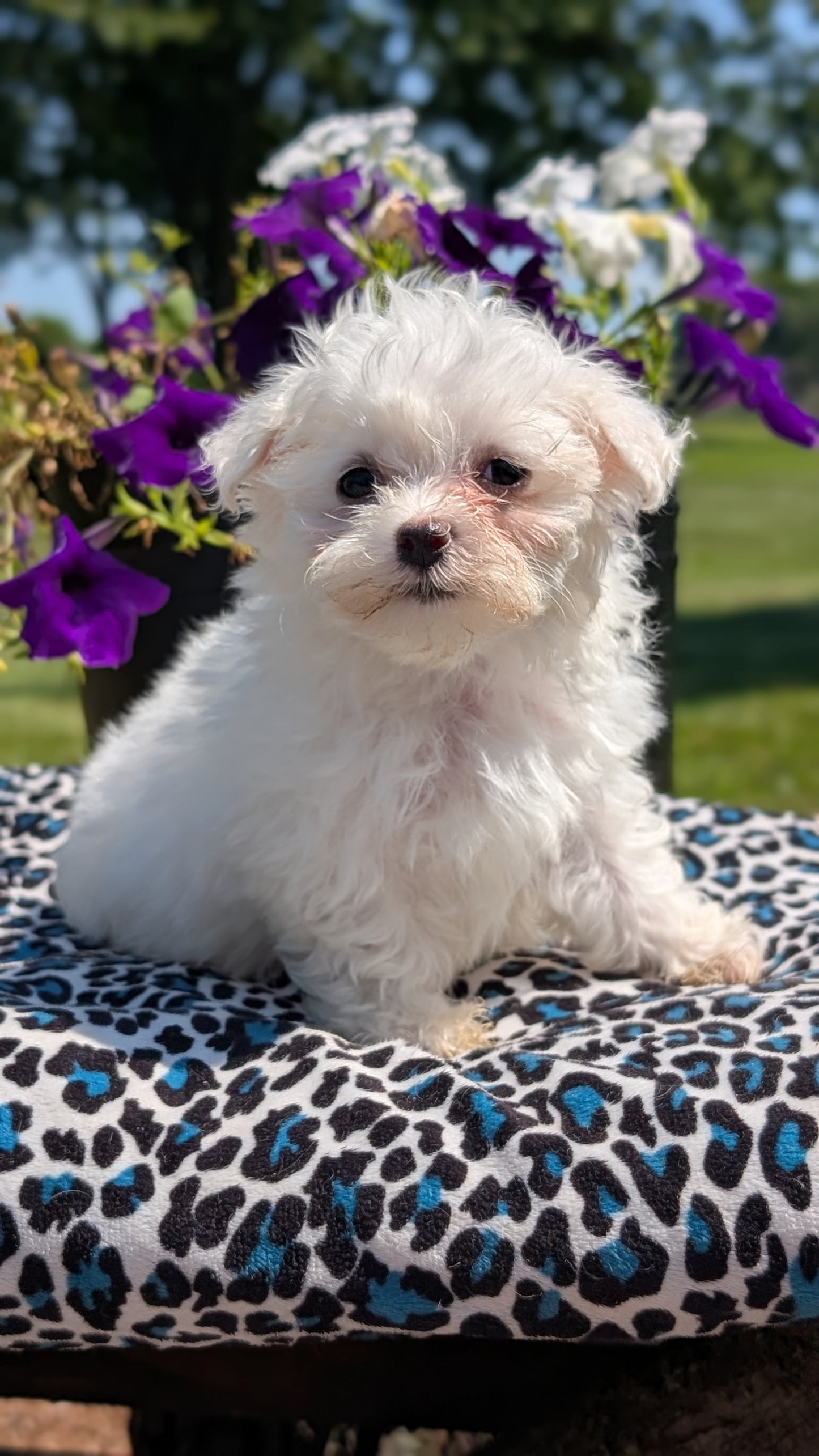 MALTESE (JUN 13) FEMALES