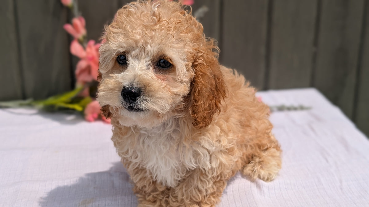 COCKAPOO (MAY 13) MALES