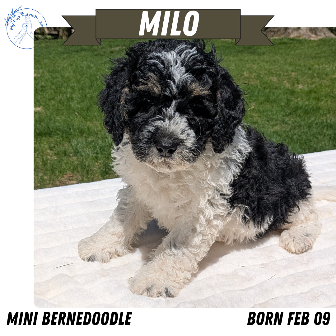 MINI BERNEDOODLE (02/09) MALE