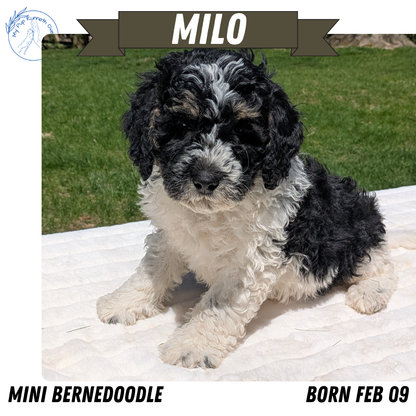 MINI BERNEDOODLE (02/09) MALE