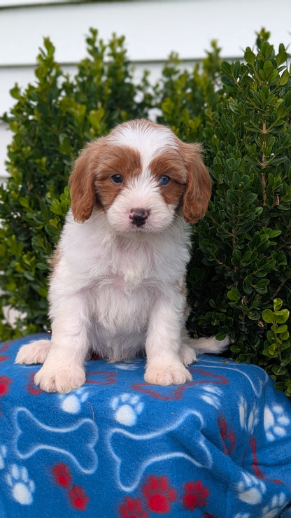 CAVAPOO (MAY 25) MALES