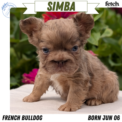 FRENCH BULLDOG (JUN 06) MALES