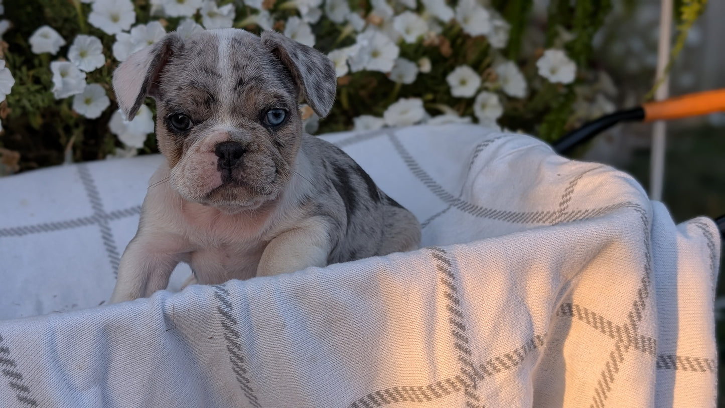 FRENCH BULLDOG (07/15) MALE