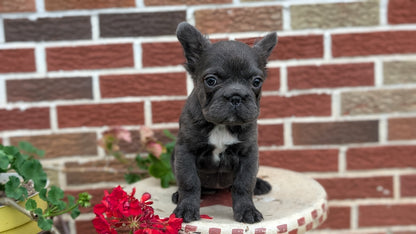 FRENCH BULLDOG (MAR 09) FEMALES