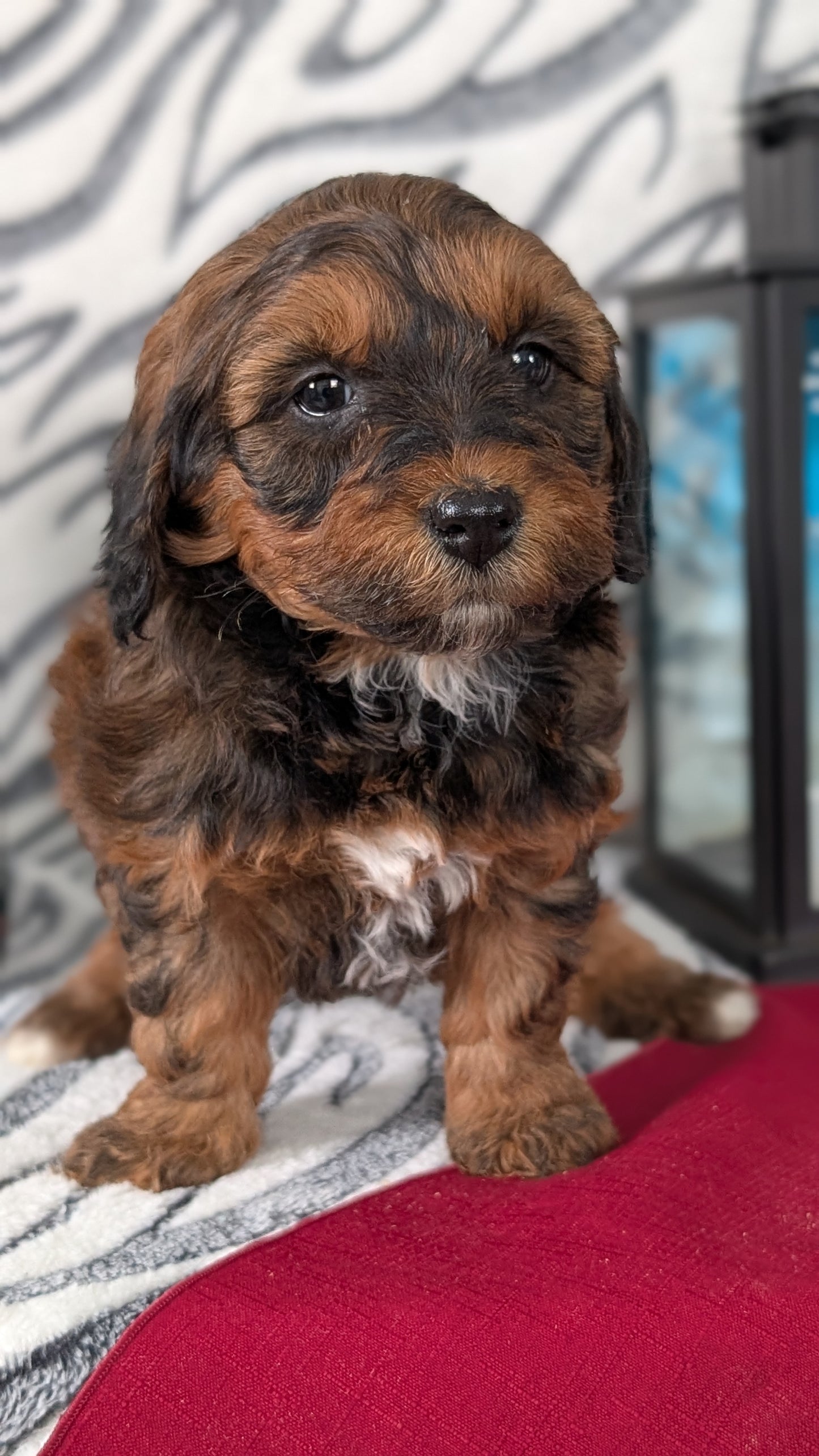 MINI LABRADOODLE (OCT 20) FEMALES