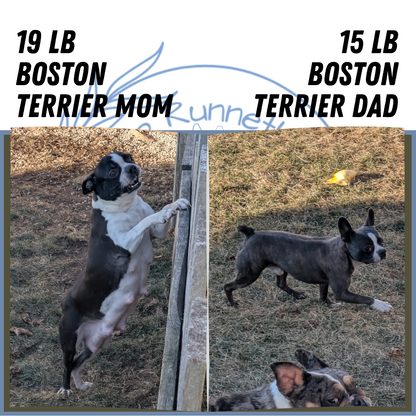 BOSTON TERRIER (06/29) MALE