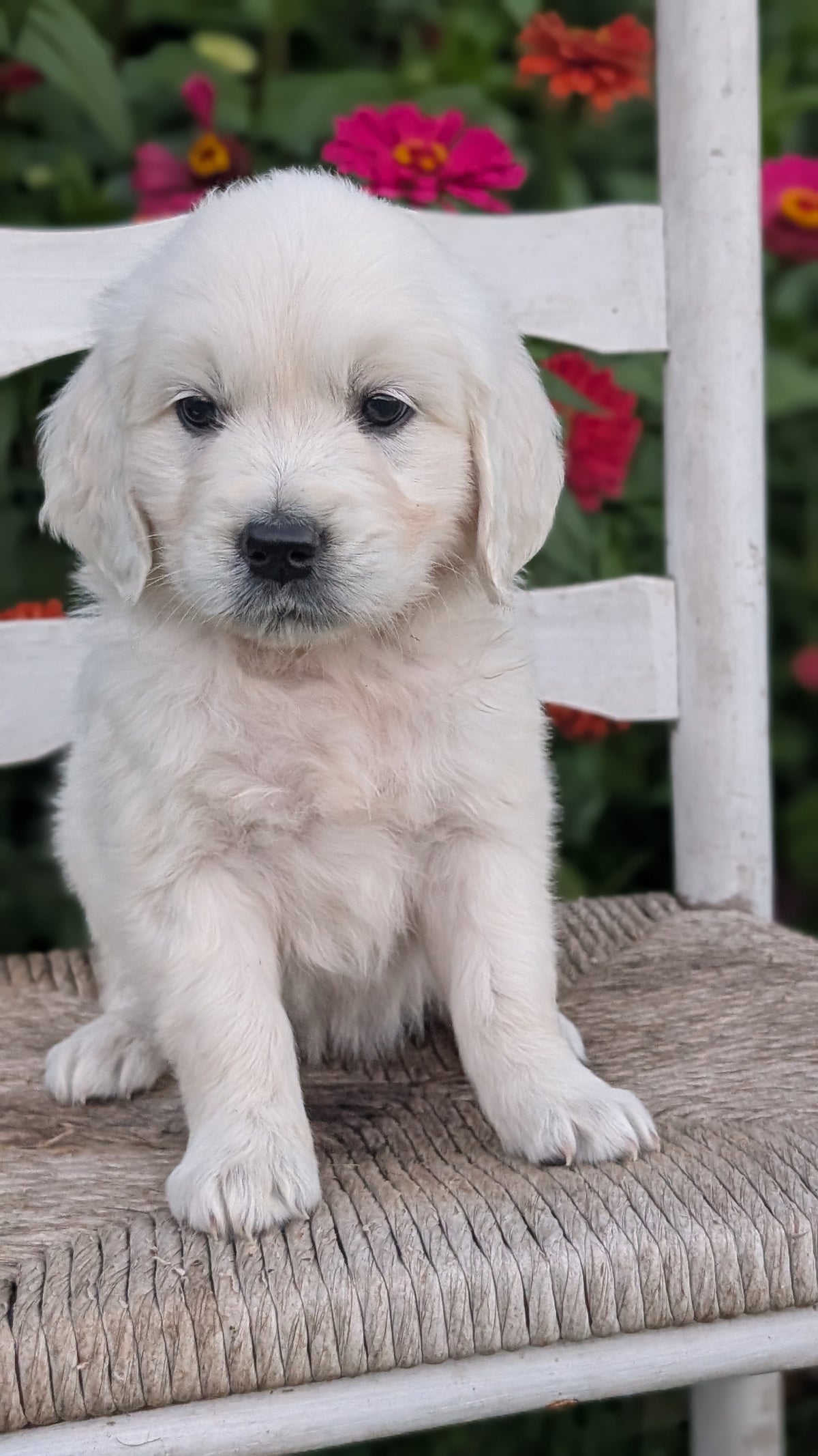 ENGLISH CREAM RETRIEVER (AUG 19) 3 MALES/4 FEMALES