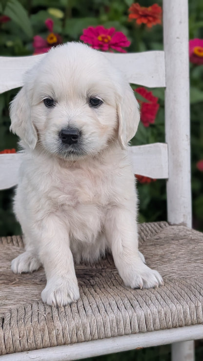 ENGLISH CREAM RETRIEVER (AUG 19) 3 MALES/4 FEMALES