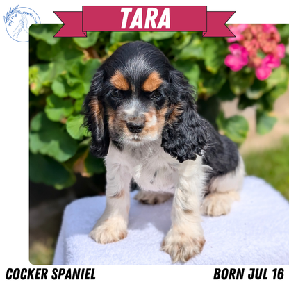 COCKER SPANIEL (07/16) FEMALE
