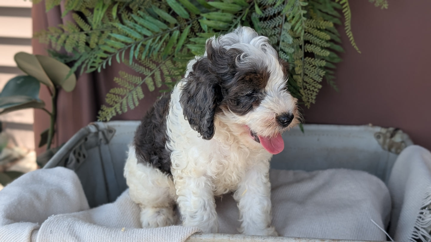 COCKAPOO (MAY 22) MALES