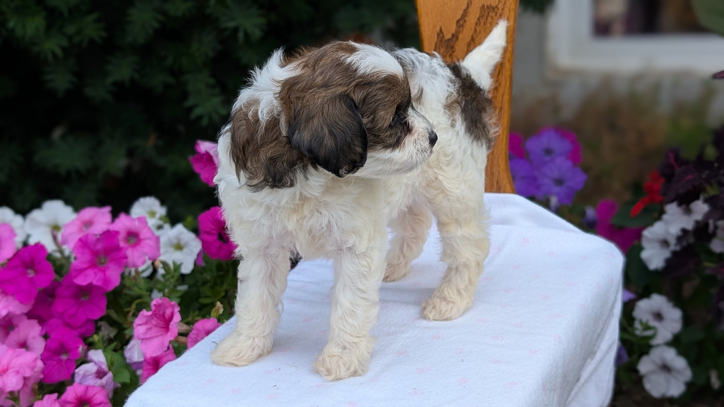 MALTIPOO (JUN 11) FEMALE