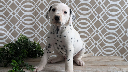 DALMATIAN (FEB 06) MALES