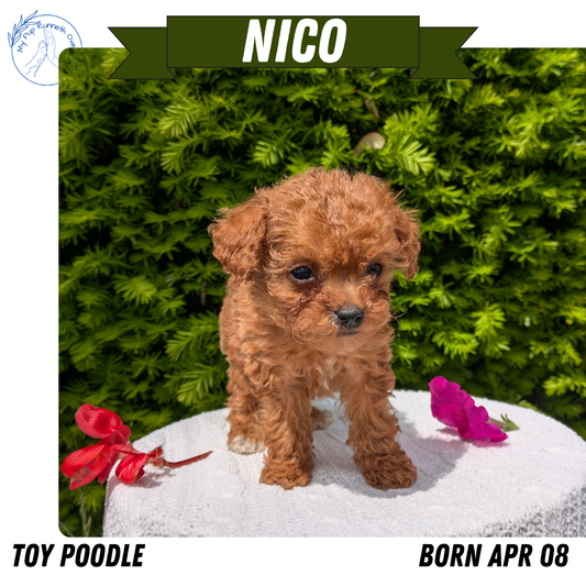 TOY POODLE (04/08) MALE