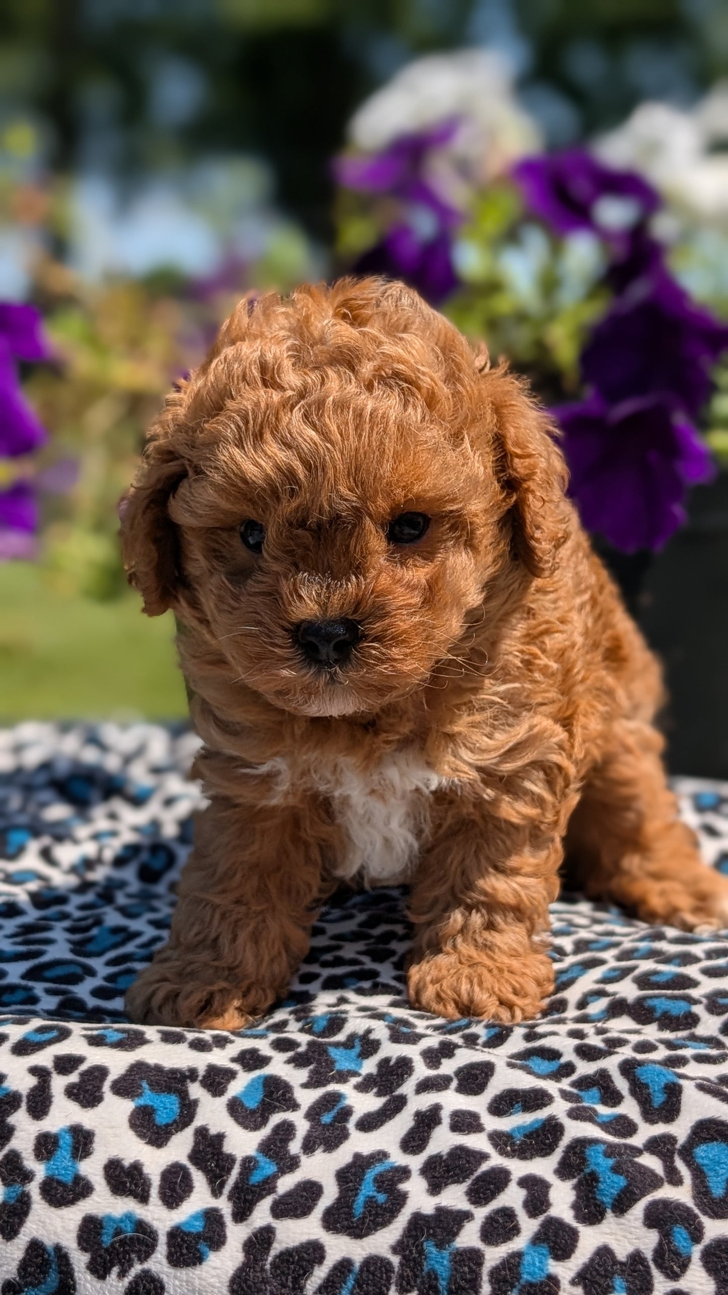 TOY POODLE (JUN 25) MALES