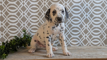 DALMATIAN (FEB 06) MALES