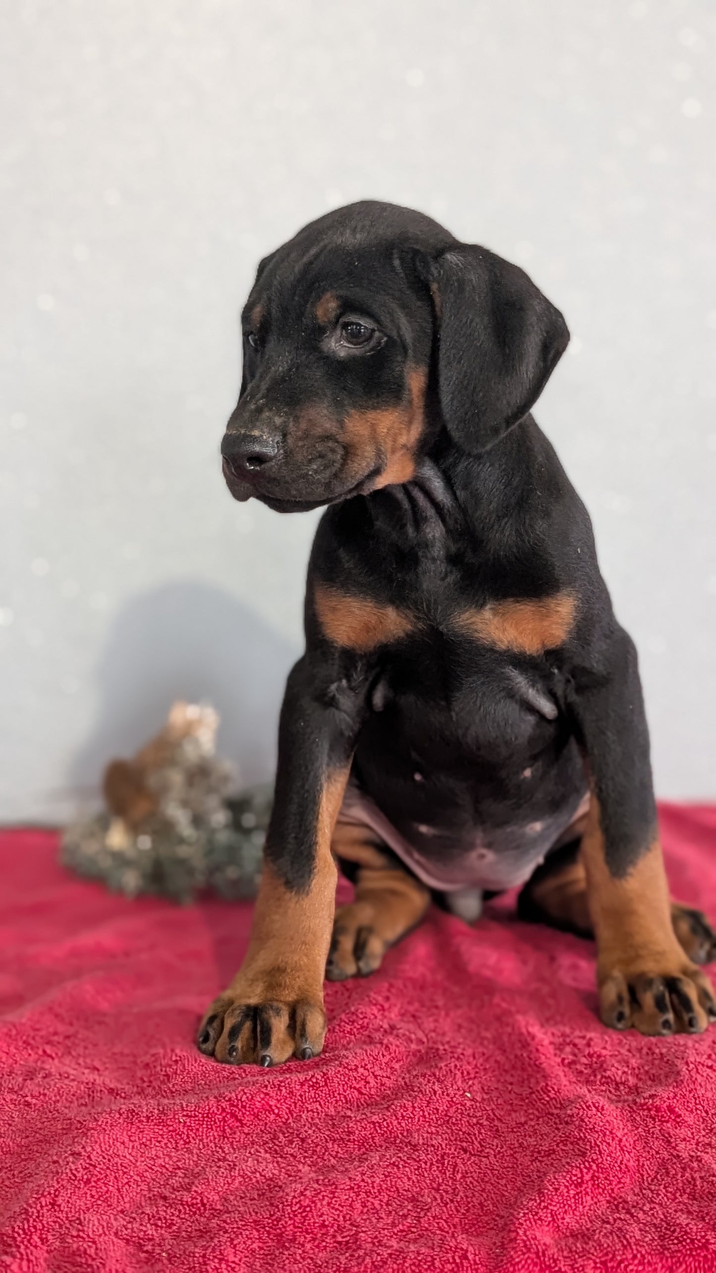 DOBERMAN PINSCHER (OCT 17) FEMALES
