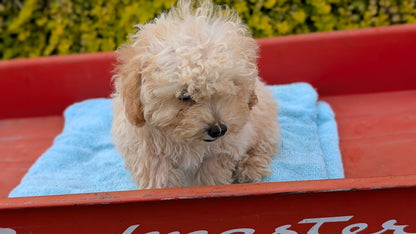MINI POODLE (JUN 21) 4 MALES