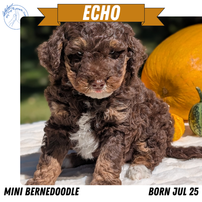 MINI BERNEDOODLE (07/25) MALE