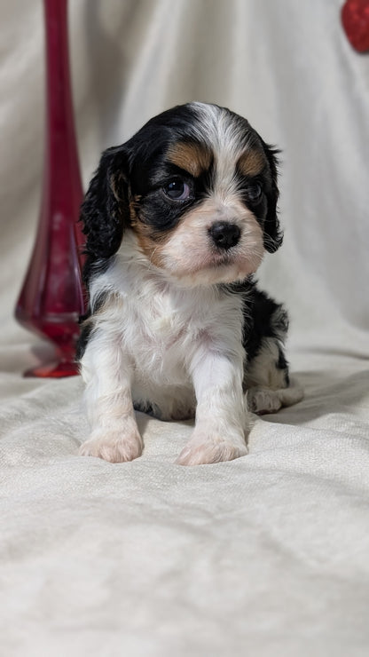 CAVALIER (DEC 03) FEMALES