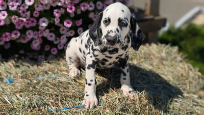 DALMATIAN (JUN 29) MALES