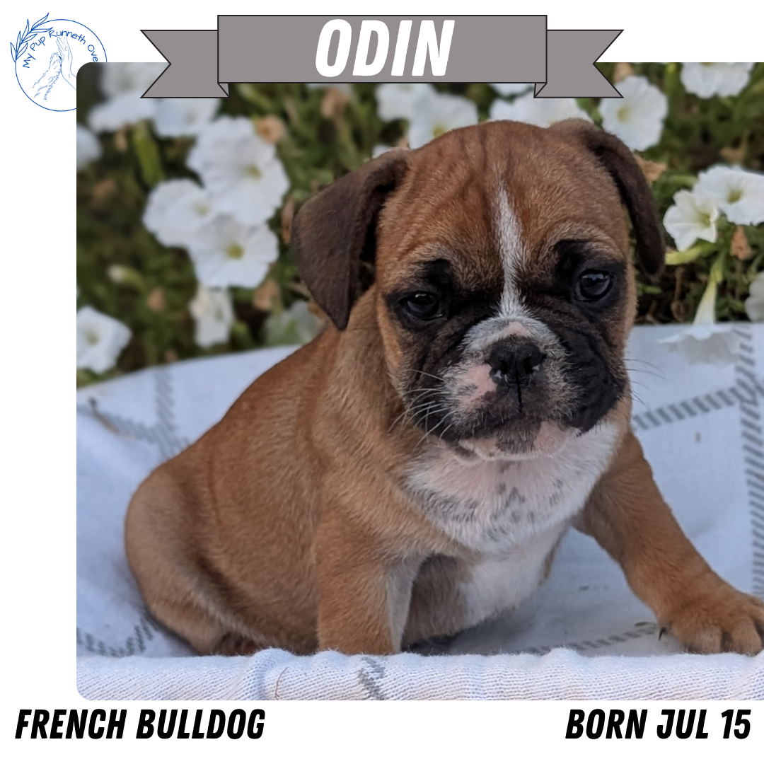 FRENCH BULLDOG (07/15) MALE