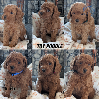 TOY POODLE (SEP 10) 4 MALES/2 FEMALES