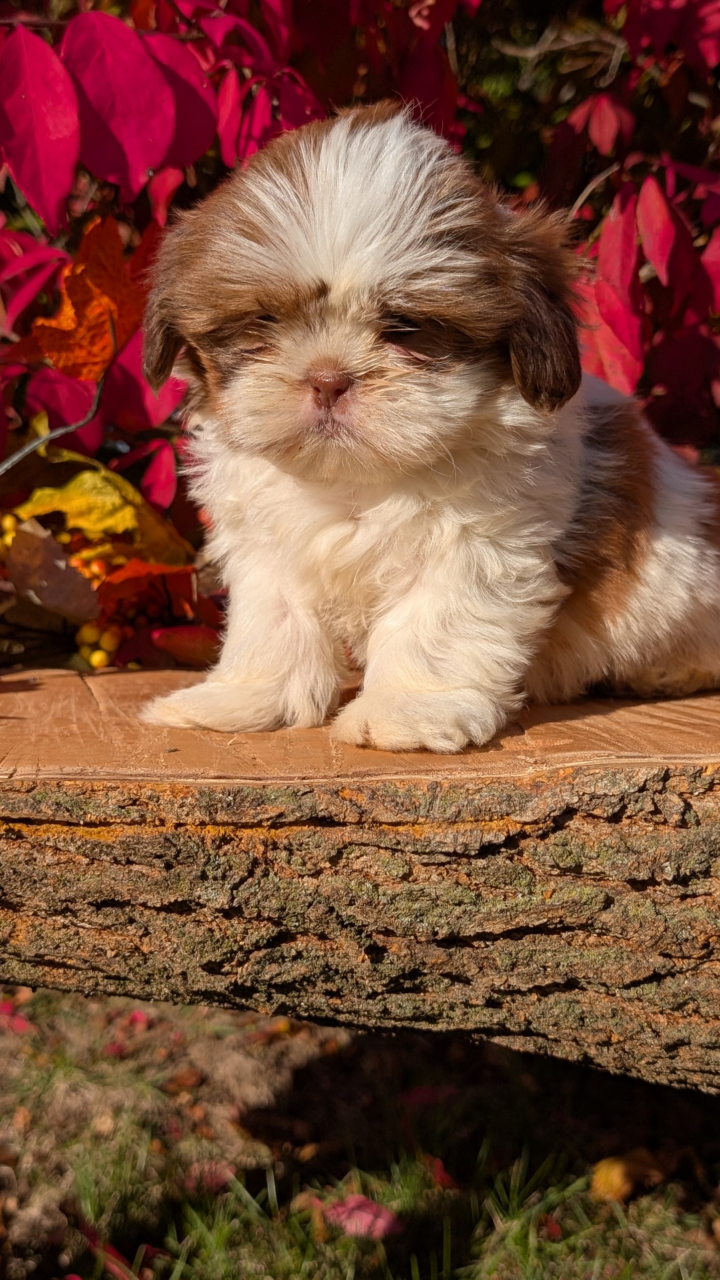 SHIH TZU (09/03) MALE