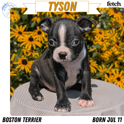 BOSTON TERRIER (JUL 11) 4 FEMALES/4 MALES
