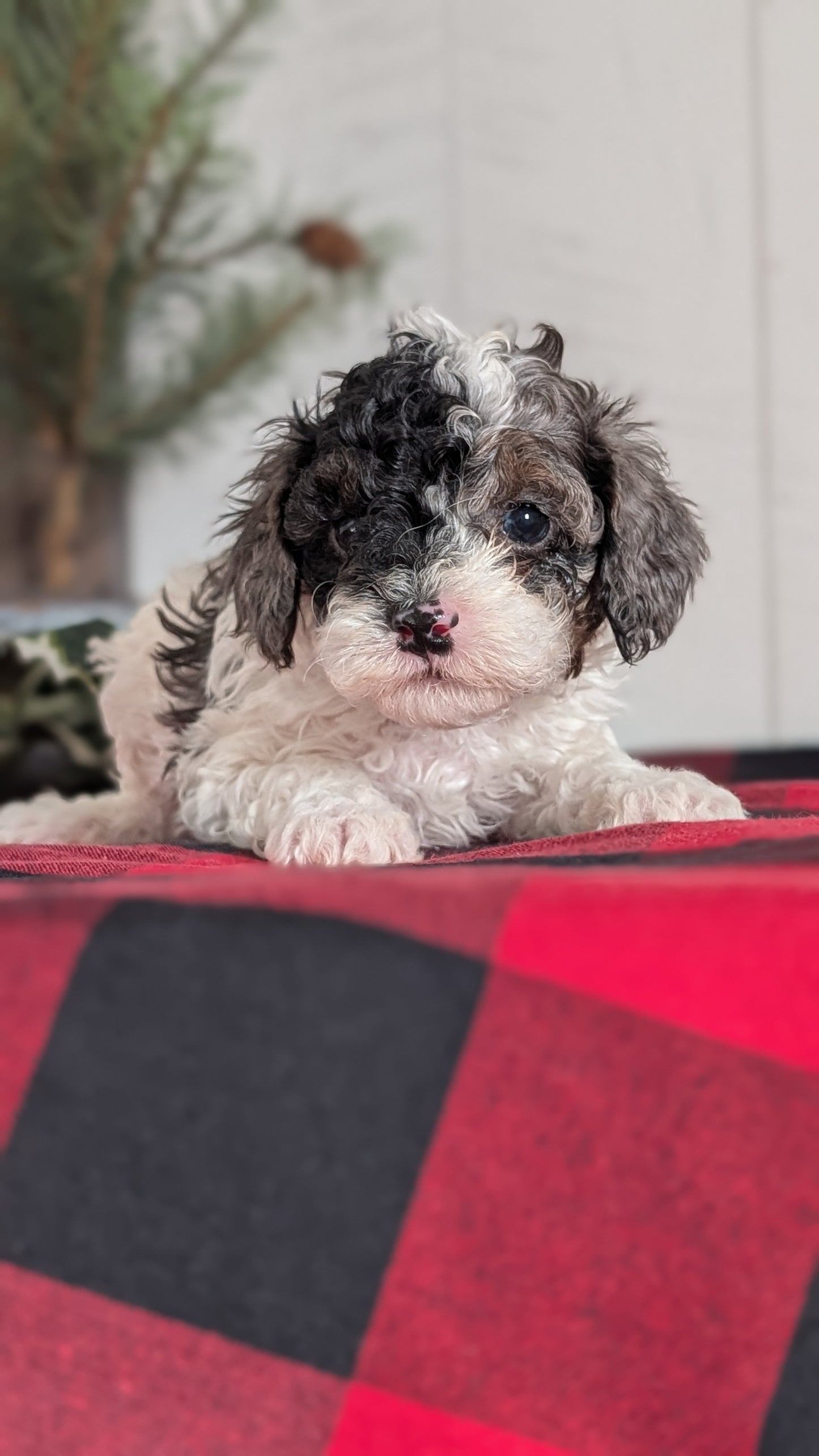 COCKAPOO (NOV 07) MALES