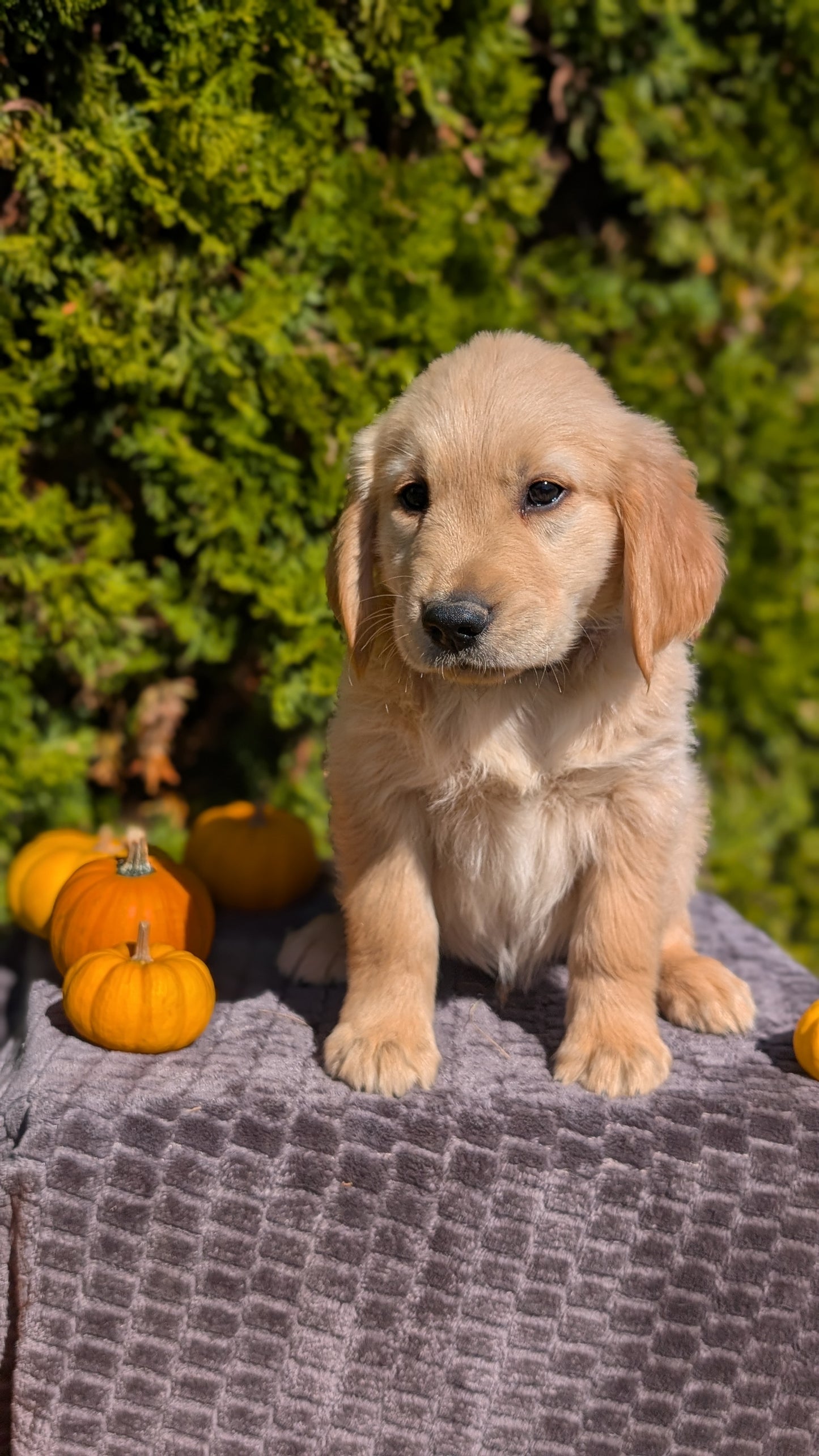 GOLDEN RETRIEVER (08/14) MALE