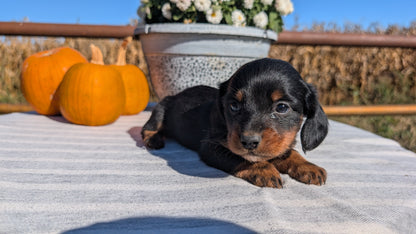 MINI DACHSHUND (09/01) MALE