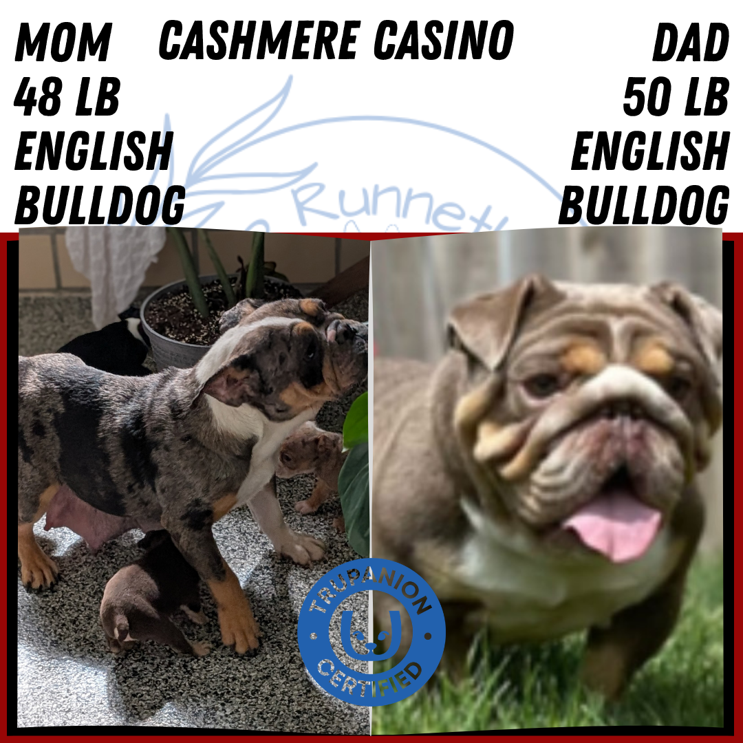 ENGLISH BULLDOG (FEB 09) MALES