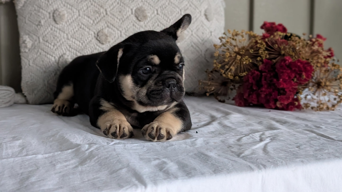 FRENCH BULLDOG (MAY 27) MALES