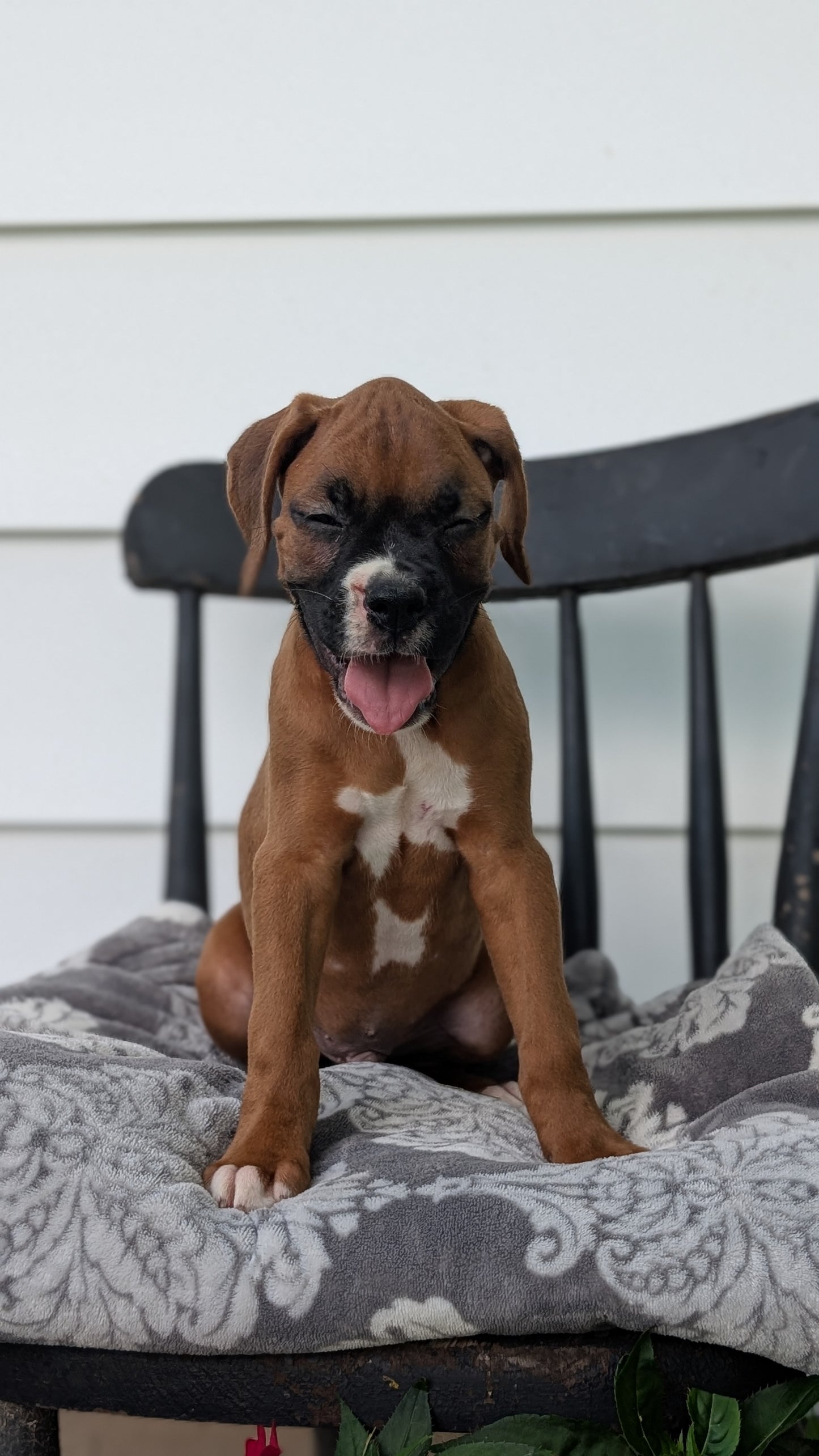 BOXER (JUN 11) MALES