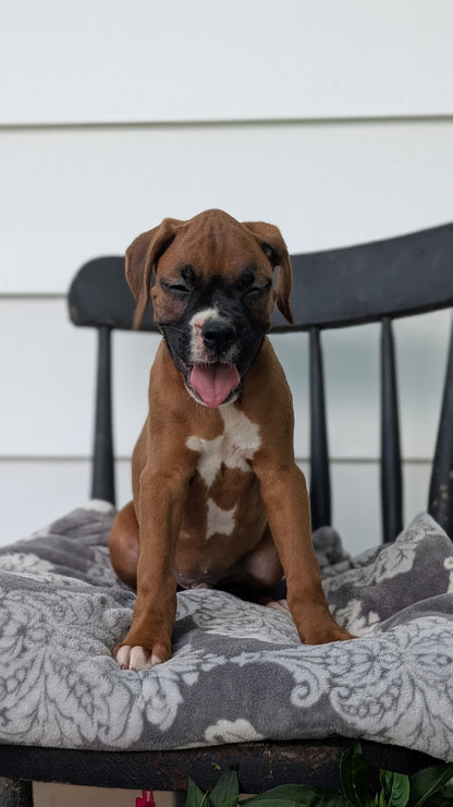 BOXER (JUN 11) MALES
