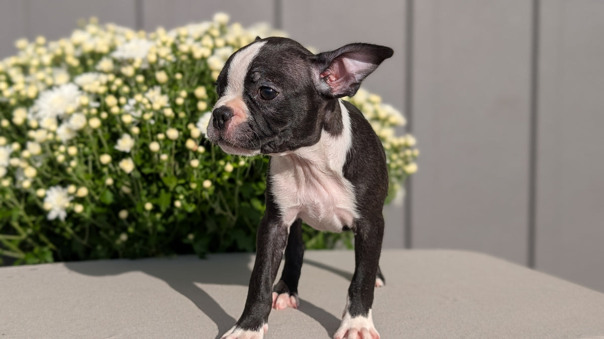 BOSTON TERRIER (JUL 11) 4 FEMALES/4 MALES