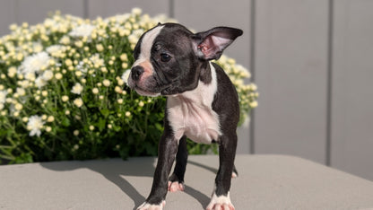 BOSTON TERRIER (JUL 11) 4 FEMALES/4 MALES
