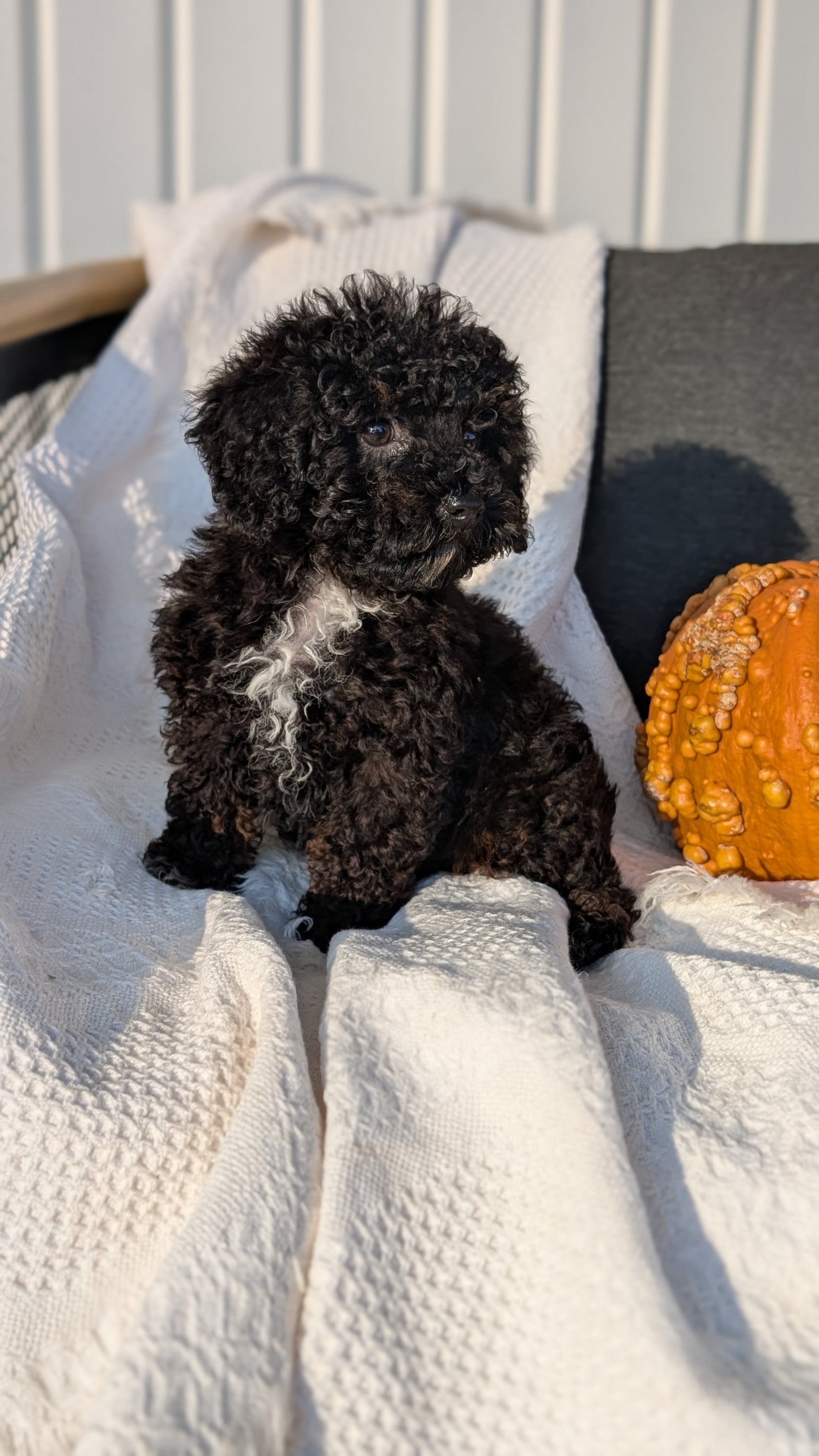 TOY POODLE (08/19) MALE