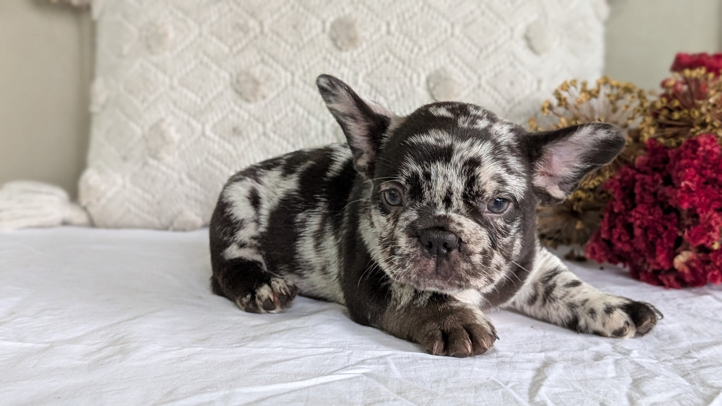 FRENCH BULLDOG (MAY 27) MALES