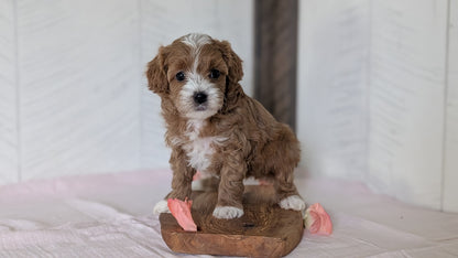 CAVAPOO (FEB 11) FEMALES