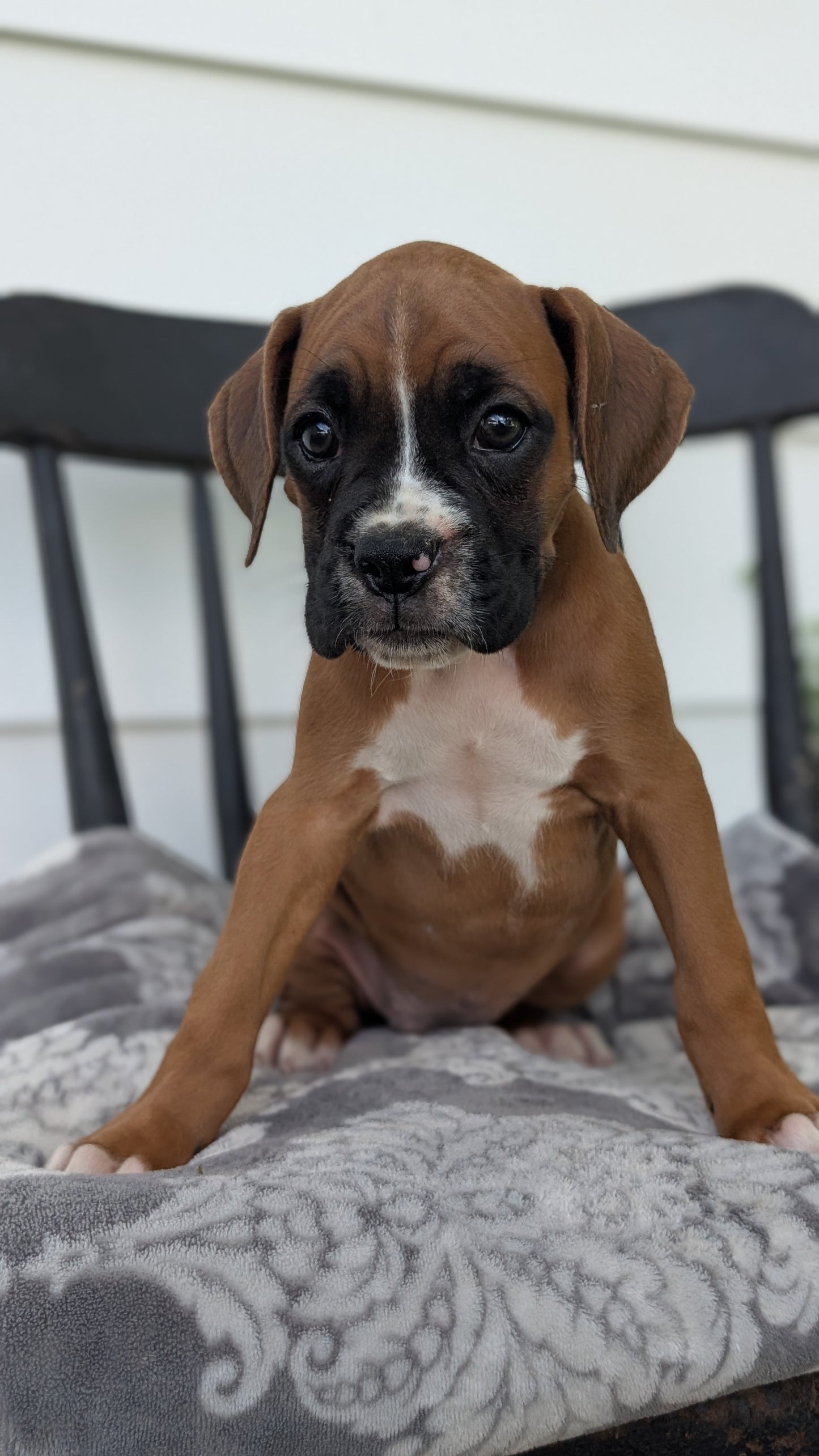 BOXER (JUN 11) MALES