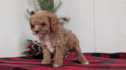 CAVAPOO (OCT 27) FEMALES