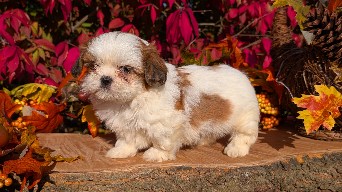 SHIH TZU (09/03) FEMALE