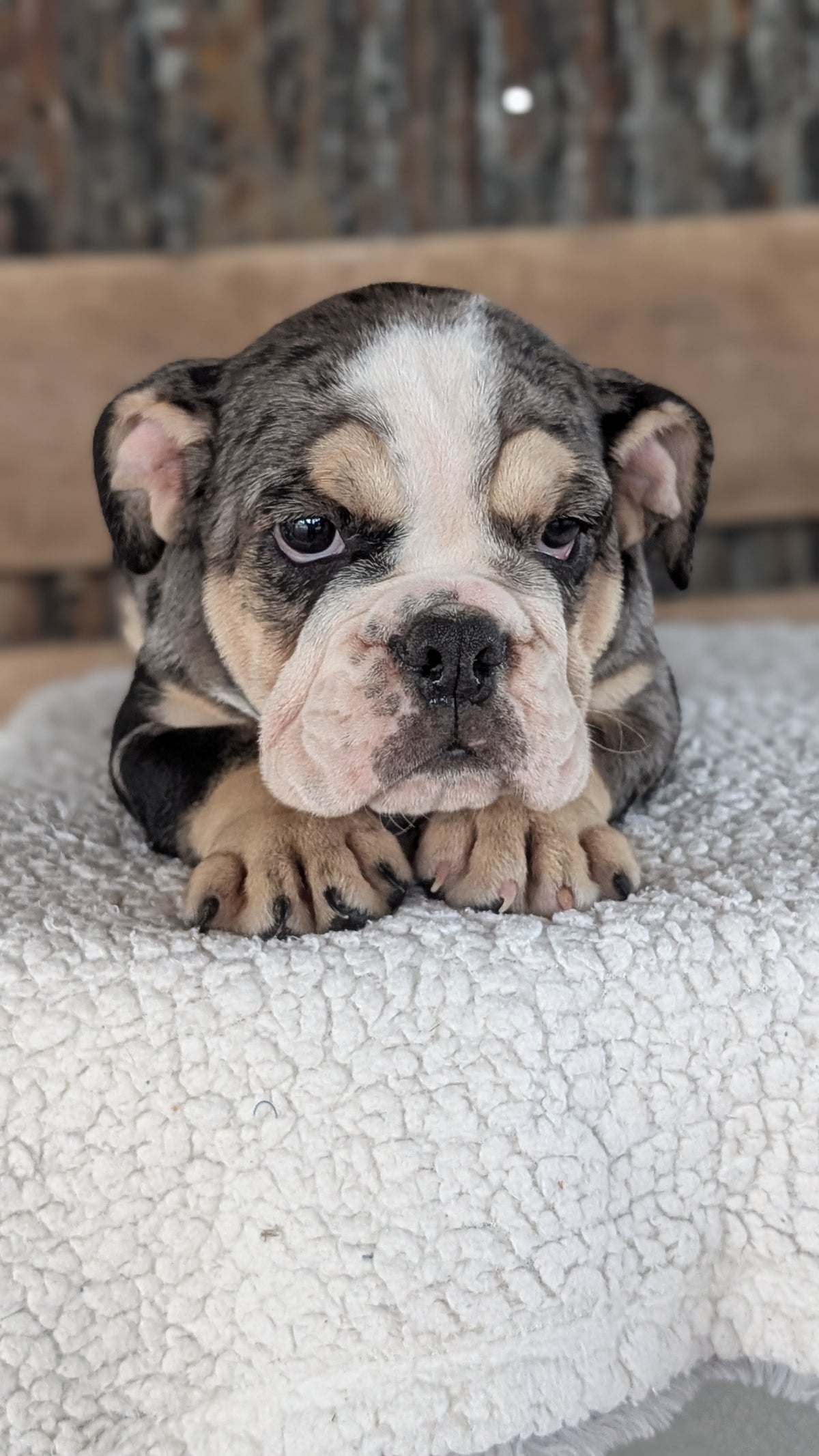 ENGLISH BULLDOG (JUN 29) 1 FEMALE/1 MALE